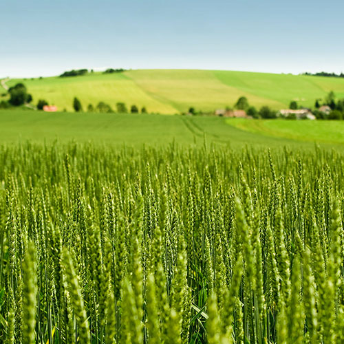 cosa e allergia graminacee lofarma