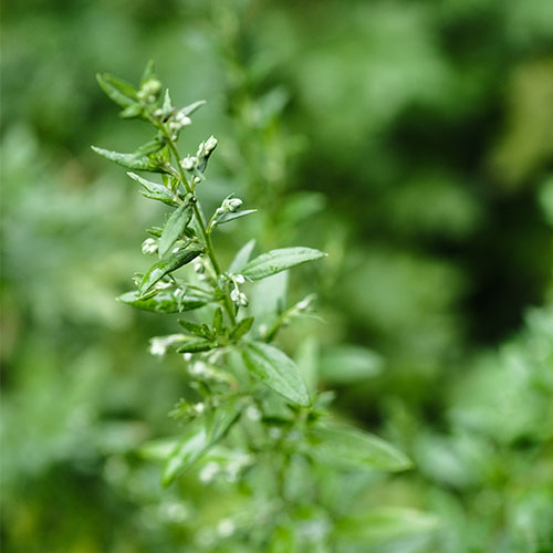 nozioni utili allergia artemisia lofarma