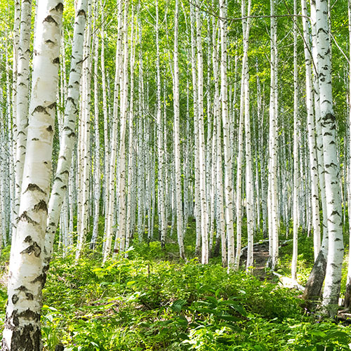 nozioni utili allergia betulacee lofarma